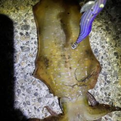 今季初のエギング