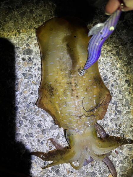 今季初のエギング