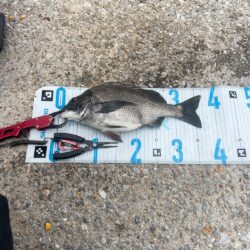 チヌフカセ。乗っ込み真っ只中！