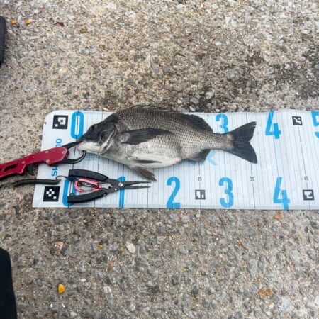 チヌフカセ。乗っ込み真っ只中！