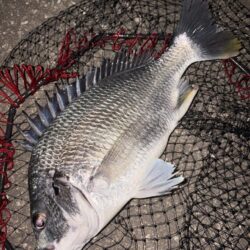 ヘチって来ました