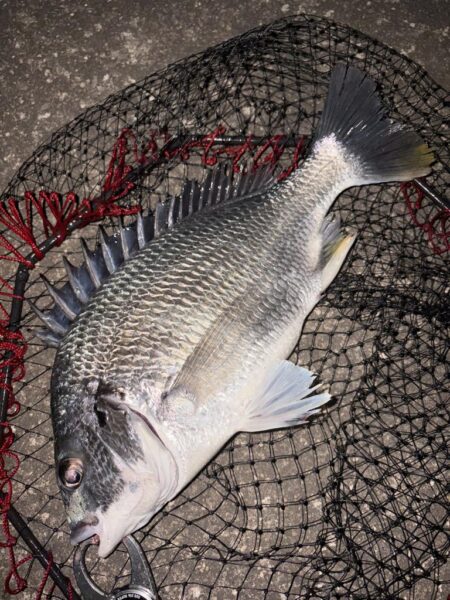 ヘチって来ました