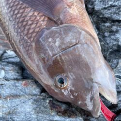 乗っ込みマダイ