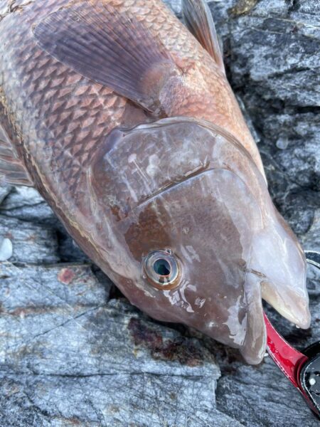 乗っ込みマダイ