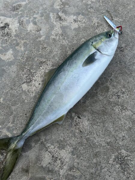 ヒイカ　　コズクラ