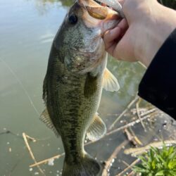 淀川ビッグバス！