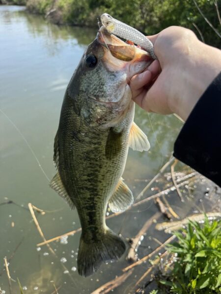 淀川ビッグバス！
