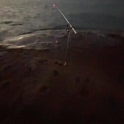 春アオリイカ2.7kg