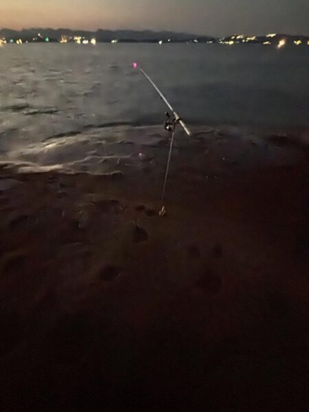 春アオリイカ2.7kg