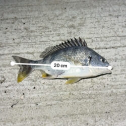 チニングでシーバス