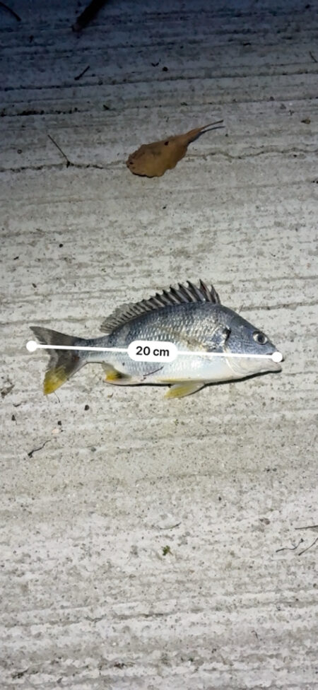 チニングでシーバス