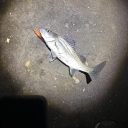 バチ抜け！