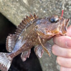 2026.No.8 ライトゲーム