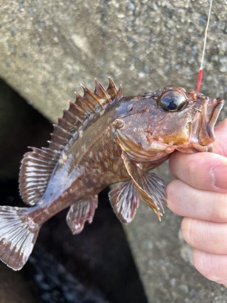 2026.No.8 ライトゲーム