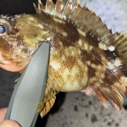 メバル12 ガシラ7