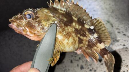 メバル12 ガシラ7