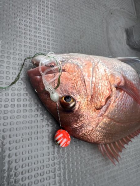 敦賀ディープタイラバ