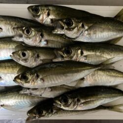 久々の磯ふかせ