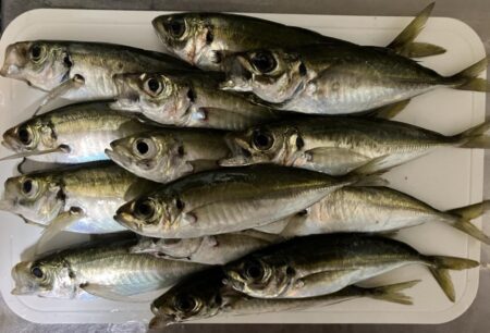 久々の磯ふかせ