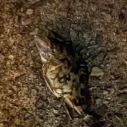 アジを求めて。