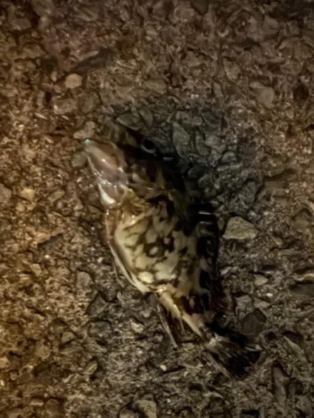 アジを求めて。