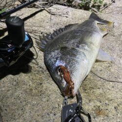 淀川ブリームゲーム