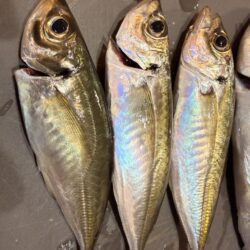 初めての春アジング