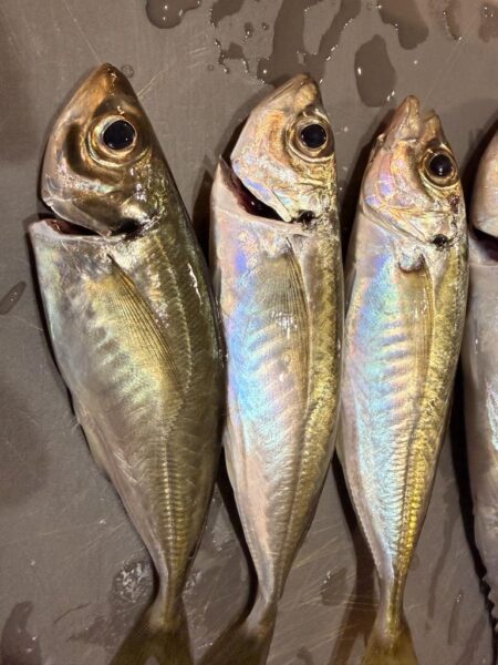 初めての春アジング