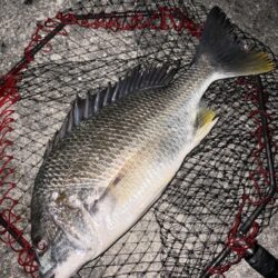 ヘチってきました