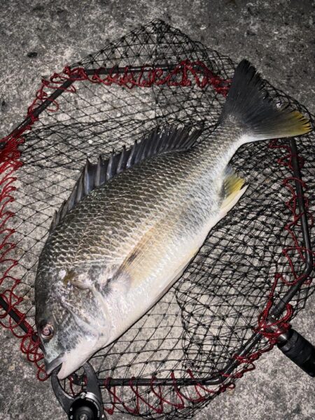 ヘチってきました