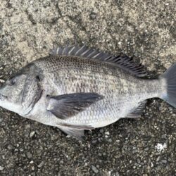 沖堤防シーバス