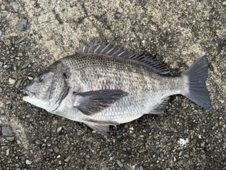 沖堤防シーバス