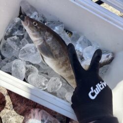 初めてのほっけ釣り