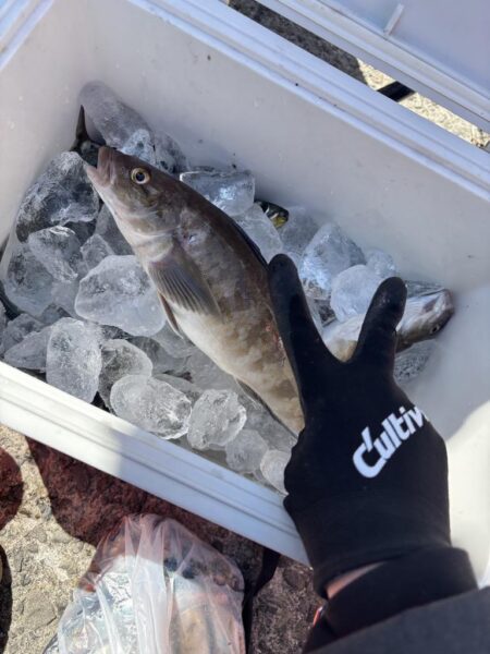 初めてのほっけ釣り