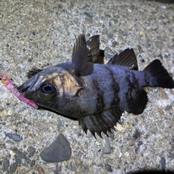 激渋のメバリング｜粘りに粘ってプラッキングでメバルゲット！