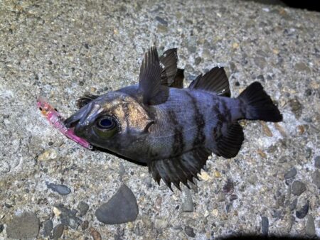 激渋のメバリング｜粘りに粘ってプラッキングでメバルゲット！