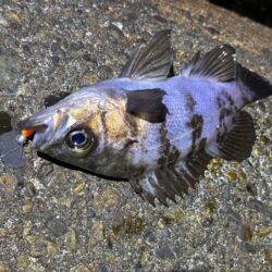 二見メバリング｜夕マヅメはライズで高活性！