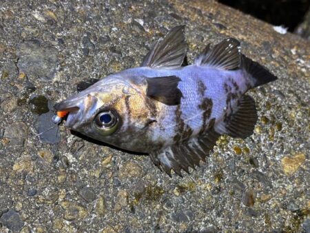 二見メバリング｜夕マヅメはライズで高活性！