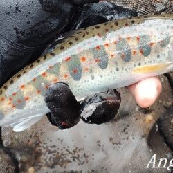 引原川本流、開幕。