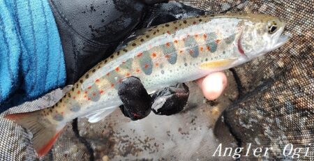 引原川本流、開幕。