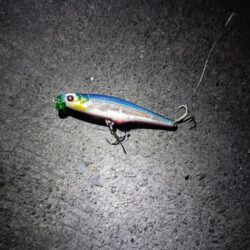 シーバス43cmを2匹