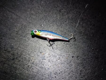 シーバス43cmを2匹