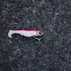 シーバス42cmと45cm