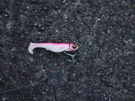 シーバス42cmと45cm