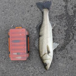 シーバス2匹（42cmと45cm）