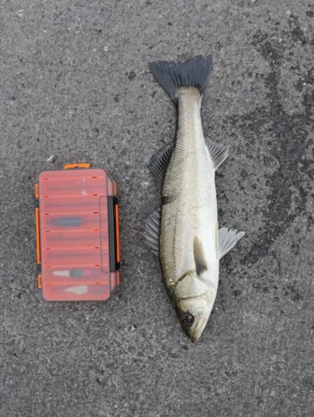 シーバス2匹（42cmと45cm）