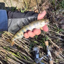 久しぶりの渓流へ