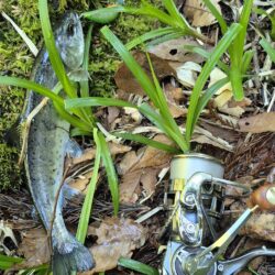 久しぶりのヤマメ