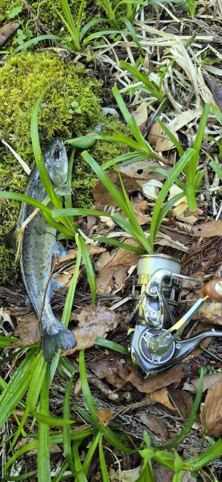 久しぶりのヤマメ