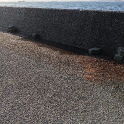 元気なシーバス